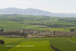 Image du Maroc Professionnelle de  Le site de Volubilis est l'un des sites les mieux préservés au Maroc et le plus visité. Il se situe à proximité de Moulay Idriss Zerhoun à une trentaine de km au nord-ouest de Meknès, photo prise le jeudi 8 Mars 2012. Volubilis ville antique berbère Walili (Lauriers rose) qui date du 3e siècle avant J.-C. capitale du royaume de Maurétanie fondé comme seconde capital sous le règne de Juba II. (Photo / Abdeljalil Bounhar)
 